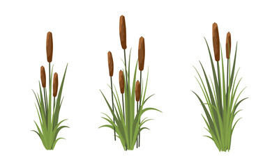 Scirpus. Reed thickets. Coastal aquatic vegetation. Plants of meadows and shores of lakes, rivers and swamps. Realistic vector landscape  - obrazy, fototapety, plakaty