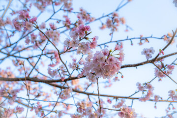 桜３