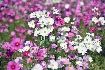 コスモス,秋桜,コスモスの花,コスモス畑,秋の花,花, 自然, 花, ピンク, 全盛期, 咲く, 野原, 植物, 美しい, 