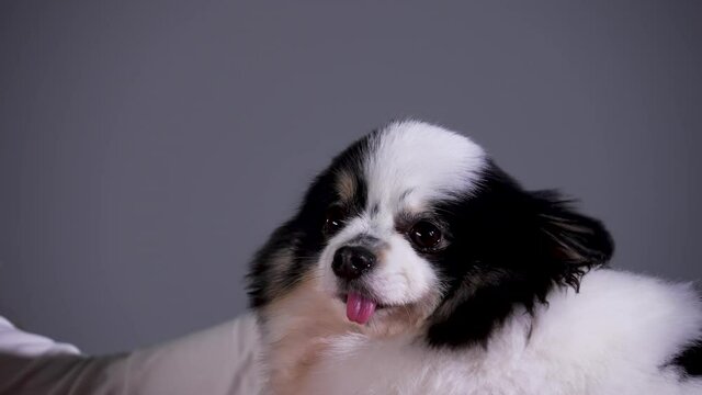 The Pomeranian looks in front of him, while the hand of the mistress strokes him on the head and behind the ears. Close up of a dog's muzzle. Pet in the studio on a gray background. Slow motion.