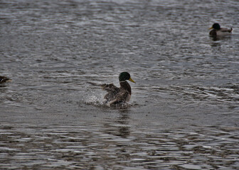 A male mallard duck with a funny wet head splashes in the open river water on a cloudy spring day, creating many splashes with its wings.