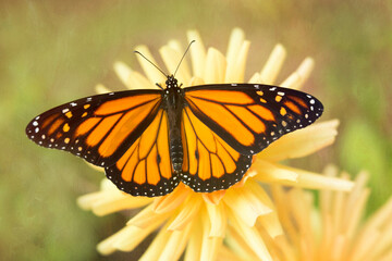 USA, Maine, Harpswell. Monarch butterfly on dahlia.