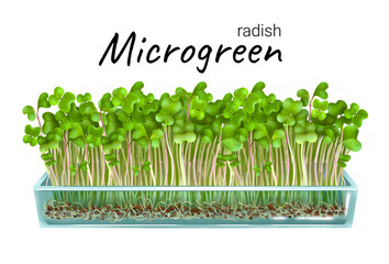 Growing microgreen radish, young sprout, radish seeds in a glass bowl, hydroponics, plant roots, vegan health food. Realistic freehand drawing, isolated on a white background