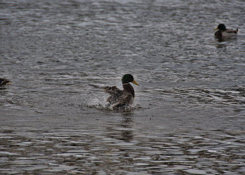 A male mallard duck with a funny wet head splashes in the open river water on a cloudy spring day, creating many splashes with its wings.