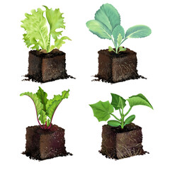 Eco-friendly set of realistic seedlings in peat soil, young plant roots, sprouted beet lettuce seeds, young cabbage, cucumber seedling, growing concept. hand-drawn, isolated on a white background.