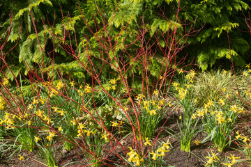 Fototapeta premium Bright Red Winter Stems on a Deciduous Dogwood Shrub (Cornus alba 'Baton Rouge') Surrounded by Yellow Daffodils (Narcissus 'February Gold') Growing in a Garden in Rural Devon, England, UK