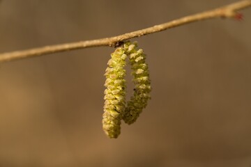 Catkin (or also amentum) is an inflorescence in which non-stem sessile flowers are clustered on a filamentous spindle.