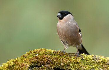 Eurasian bullfinch female ( Pyrrhula pyrrhula )