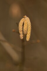 Catkin (or also amentum) is an inflorescence in which non-stem sessile flowers are clustered on a filamentous spindle.