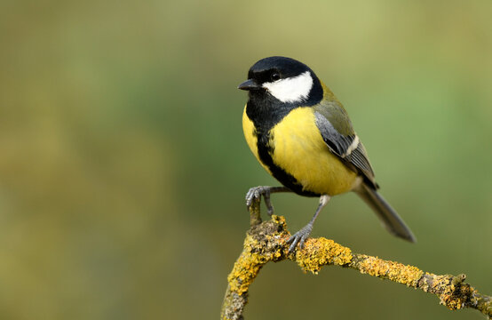 Great tit close up ( Parus major )