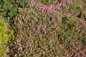 Spring Flowering Evergreen Pink Heather (Erica cornea 'Myretoun Ruby') Growing in a Rockery Garden in Rural Devon, England, UK