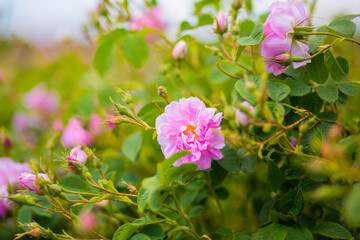 Naklejka premium flowers in the garden