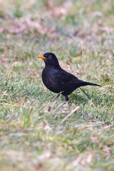 Blackbird (Turdus merula). Unlike males, females and young birds are dark brown, with a brown to yellowish brown beak. 