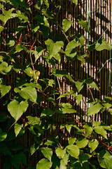 Leafy Clematis Cirrhosa vine grows on a reed fence on a sunny summer day