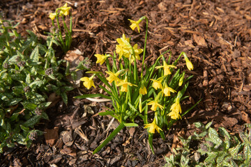 Group of Spring Flowering Bright Yellow Daffodil Plants (Narcissus 'Jumblie') Growing in a Herbaceous Border Surrounded by Mulch in a Country Cottage Garden in Rural Devon, England, UK