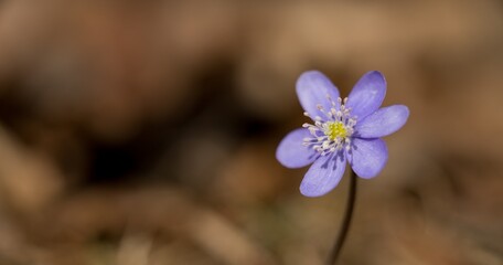Liverwort - Hepatica nobilis, Blue flower medicinal, used in diseases of the liver and gallbladder.