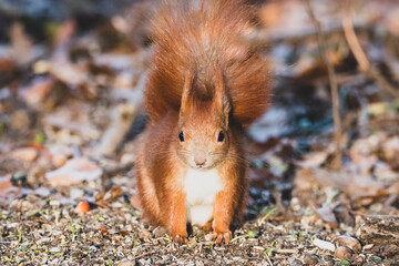 Eichhörnchen im Park