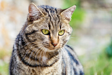 Close up of Grey Concentrated Cat Lurking 