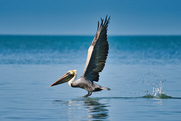 Pelican Take-Off