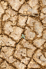 a plant that makes its way through dry soil
