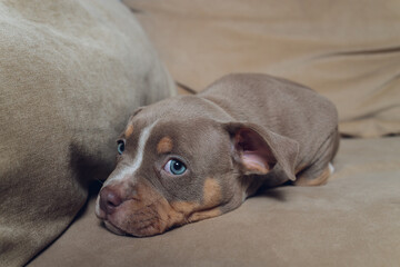Two cute bully puppie and bully on sofa at home.