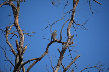 halcon peregrino en arbol seco 3