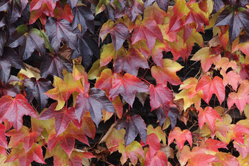 autumn leaves background