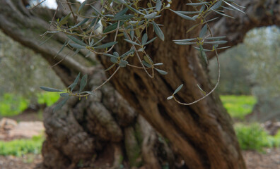 Olive tree