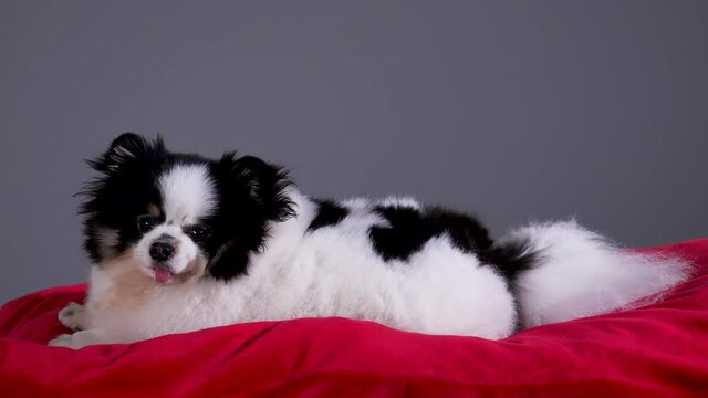 Side view of a black and white Spitz lying on a red pillow in the studio on a gray background. The pet turns its head and looks around. Slow motion. Close up.