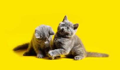 Two adorable gray kitten isolated on yellow