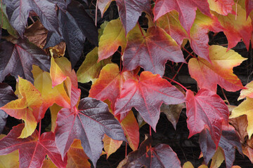 autumn leaves background