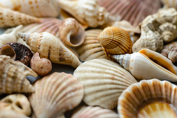 Seashells in soft focus. Summer concept