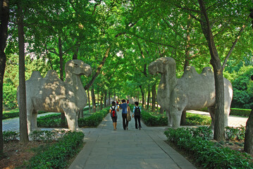China, Nanjing, stone camels in the Sacred Way to Xiao ling Mausoleum. The place has harmony and serenity atmosphere.