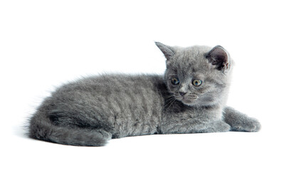 The adorable gray kitten isolated on white