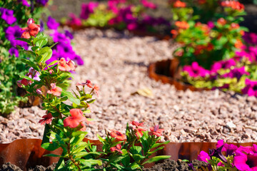 flowerbed in a city park on a sunny day, red flowers and pebble
