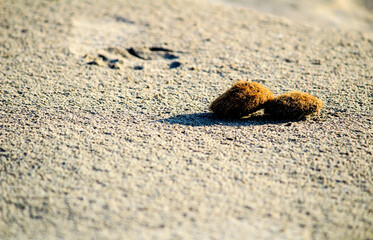 Dry oceanic posidonia seaweed balls on the beach and sand texture