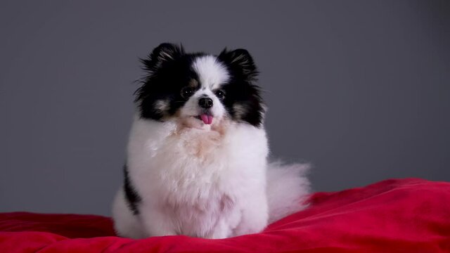 A fluffy black and white Spitz sticks out his tongue, sits and wiggles his ears on a red pillow in the studio on a gray background. Slow motion. Close up.