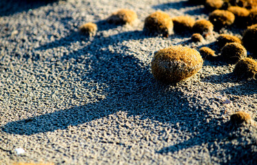 Dry oceanic posidonia seaweed balls on the beach and sand texture