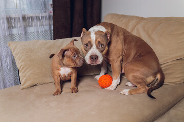 Two cute bully puppie and bully on sofa at home.