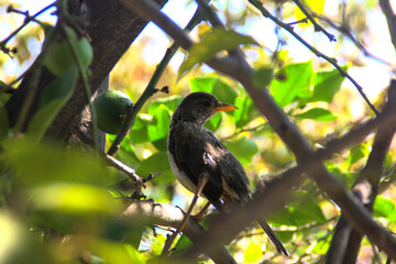 pajaro zorzal posando en rama de arbol