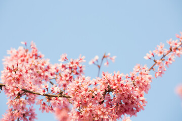 Close up blooming branch cherry blossom sakura .Beautiful nature scene orchard.Spring flowers