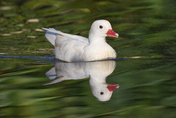 White caroline duck with reflection swimming  on a grren pond