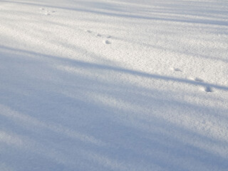 March cats. Cat footprints in the snow. Spring, morning.