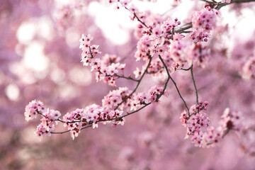 Obraz premium Prunus flowers in spring with sunset light