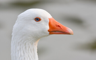 Close up of an white goose head