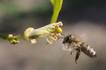 abeja y hormiga frente a frente