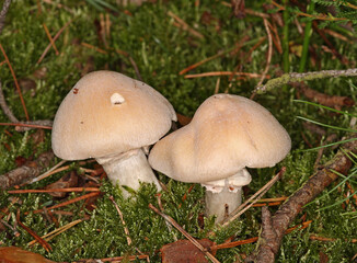 Gypsy Mushroom Rozites Caperatus, Highly Esteemed Edible Mushroom