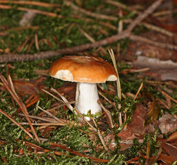 Ochre Brittlegill, Common Yellow Russula
