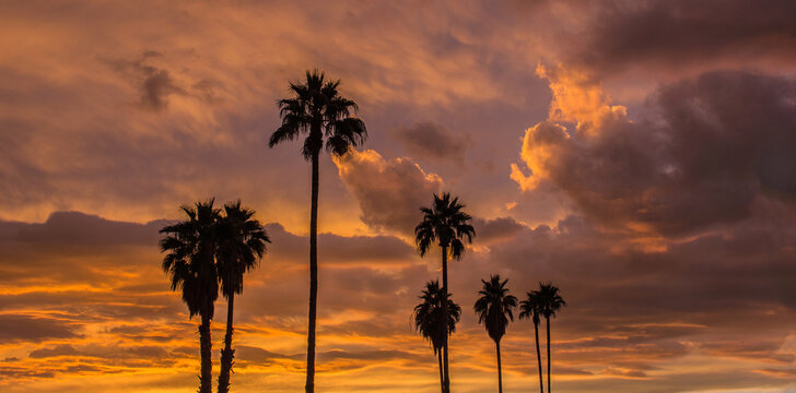 Palm Tree Sunset