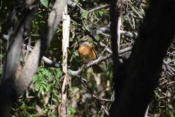 pale bird